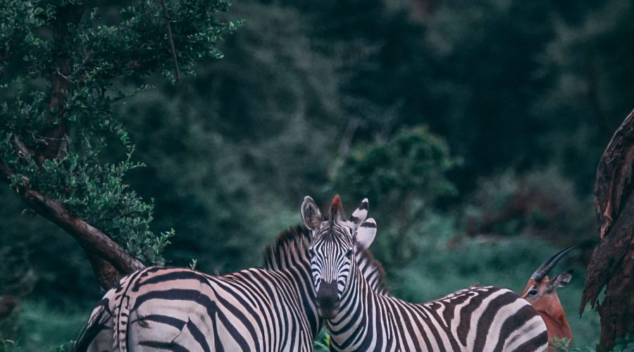 geran-de-klerk-N9s3FjzsstM-unsplash