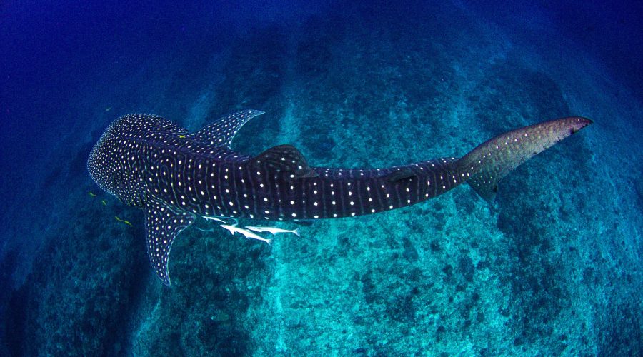 shutterstock_1238145682