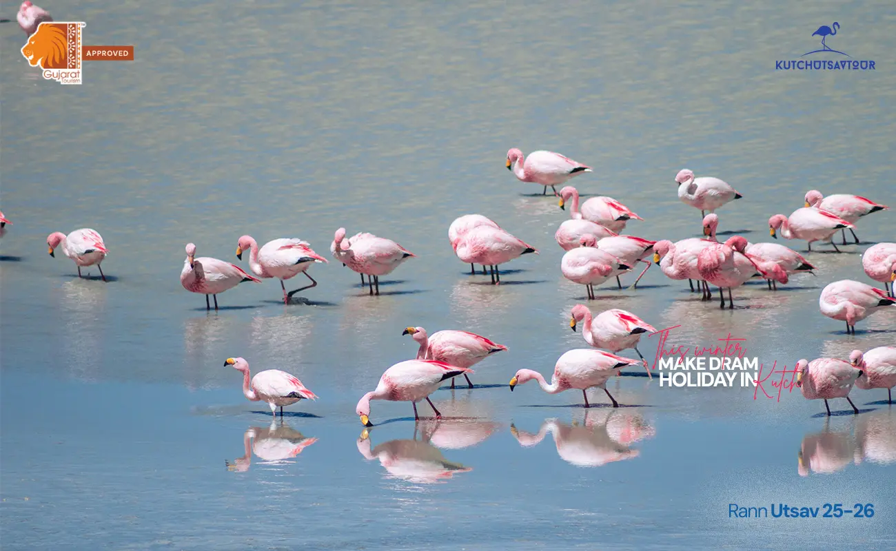 Rann Utsav, Kutch Utsav, Tour Package, Rann Package